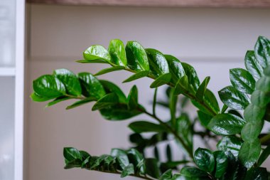 parlak beyaz iç daire içinde yerli bitkiler