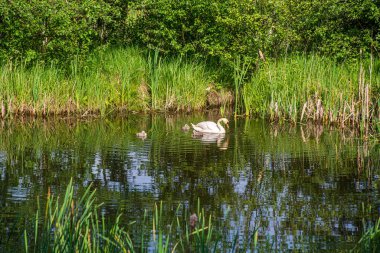 Vahşi ördekler ve kuğular göl suyunda yüzüyor.