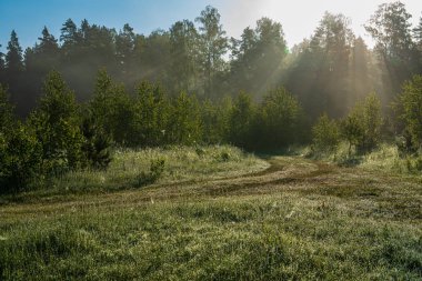 bulanıklık arka plan ile yeşil yaprak ayrıntıları