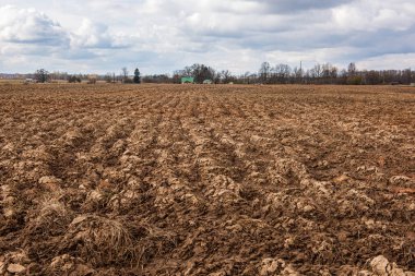 ağaç kökleri ve eski bitki artıkları ile zemin toprak dokusu