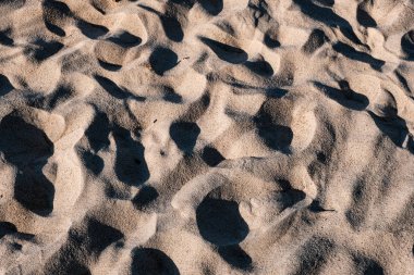 ağaç kökleri ve eski bitki artıkları ile zemin toprak dokusu