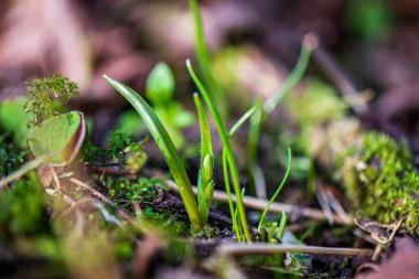 ağaç kökleri ve eski bitki artıkları ile zemin toprak dokusu