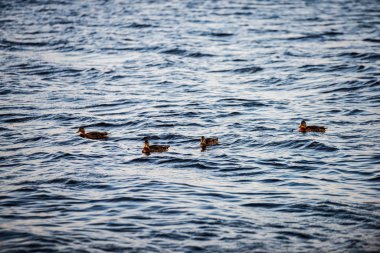 Vahşi ördekler ve kuğular göl suyunda yüzüyor.