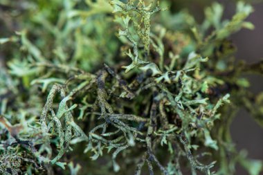 Beyaz yosun ormanı yaz ormanında.