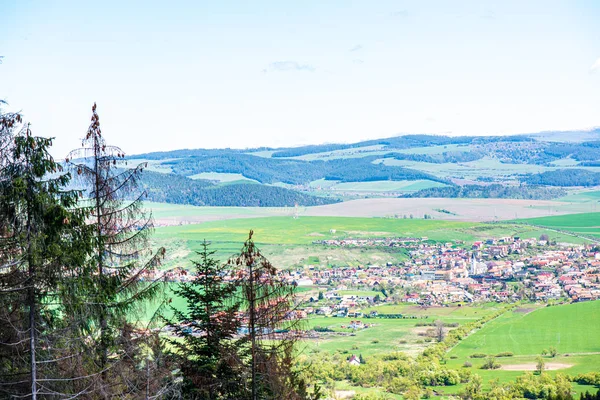 Dettagli fogliame verde con sfondo sfocato — Foto Stock