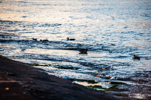 Vahşi ördekler ve kuğular göl suyunda yüzüyor. — Stok fotoğraf