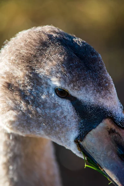 Anatre selvatiche e cigni che nuotano nell'acqua del lago — Foto Stock