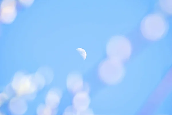 Гілки весняної ялинки на фоні блакитного неба — стокове фото