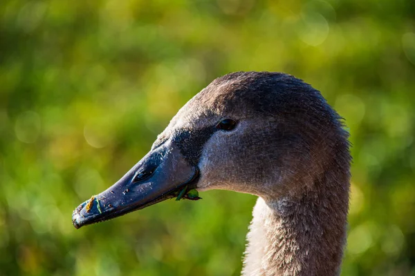 Divoké kachny a labutě plavající v jezerní vodě — Stock fotografie