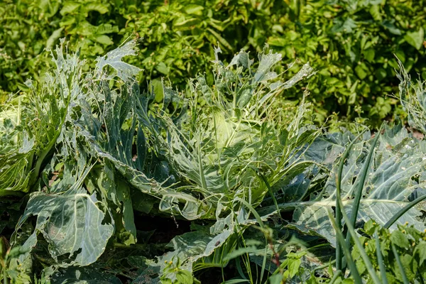 Detalles de follaje verde con fondo borroso —  Fotos de Stock