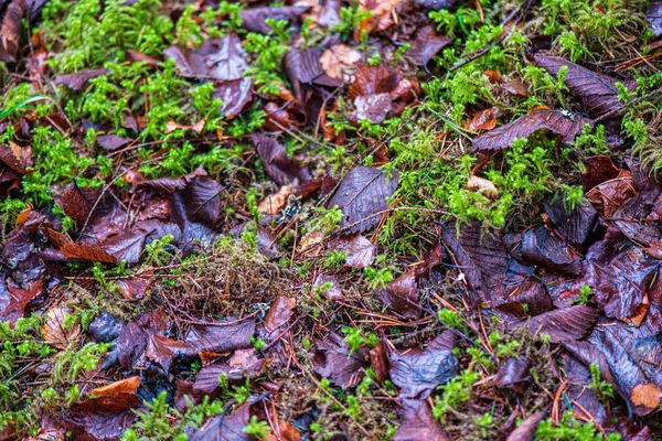 Grond bodemtextuur met boomwortels en oude vegetatie restjes — Stockfoto