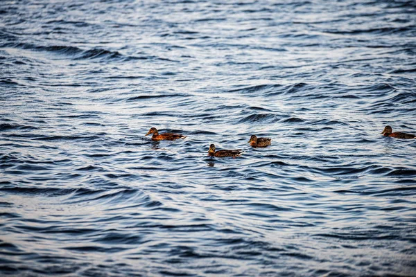 Patos salvajes y cisnes nadando en el agua del lago — Foto de Stock