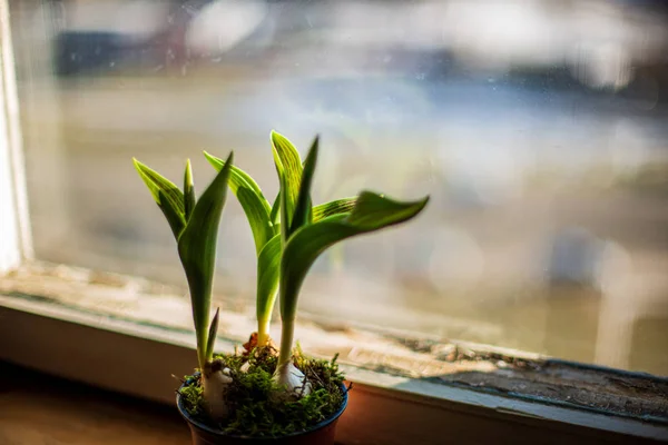 Binnenlandse planten in appartement in helder wit interieur — Stockfoto