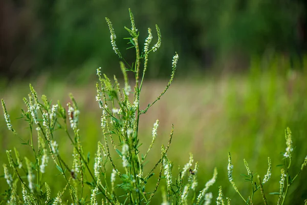 Detalles de follaje verde con fondo borroso — Foto de Stock