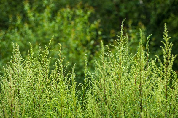 Green foliage details with blur background — Stock Photo, Image