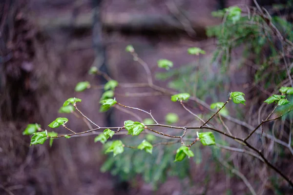 Gröna blad Detaljer med oskärpa bakgrund — Stockfoto