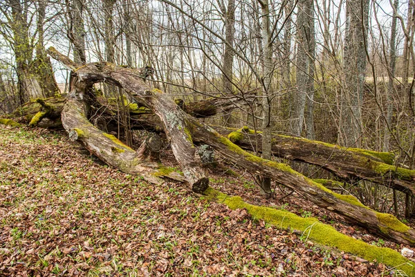 Bunke pejs log træ i fri luft - Stock-foto
