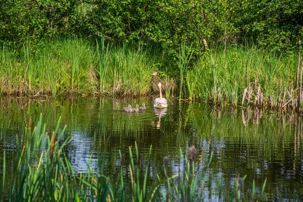 Wild ducks and swans swimming in the lake water — 스톡 사진