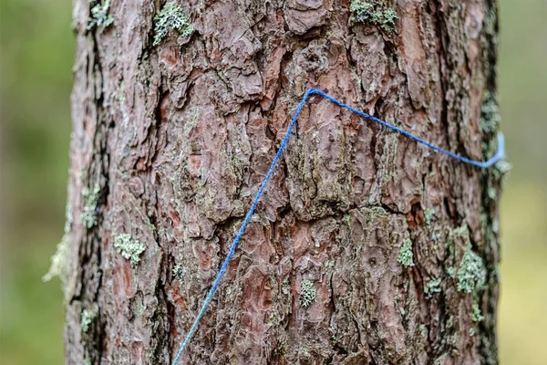 Alte Holzplanke strukturierte Oberfläche mit Splittern und Rissen — Stockfoto