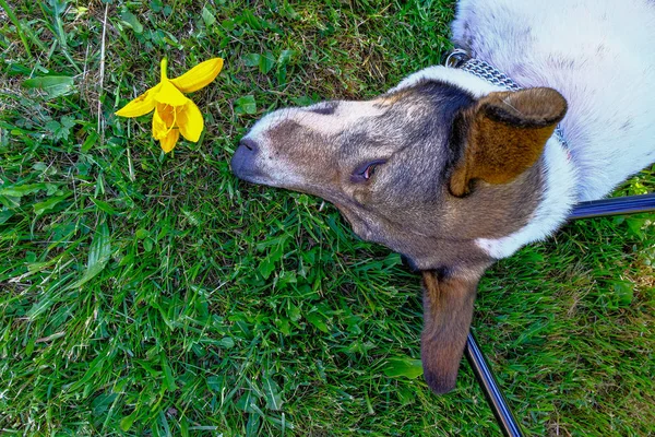 Lucky dog leker och vilar i naturen — Stockfoto