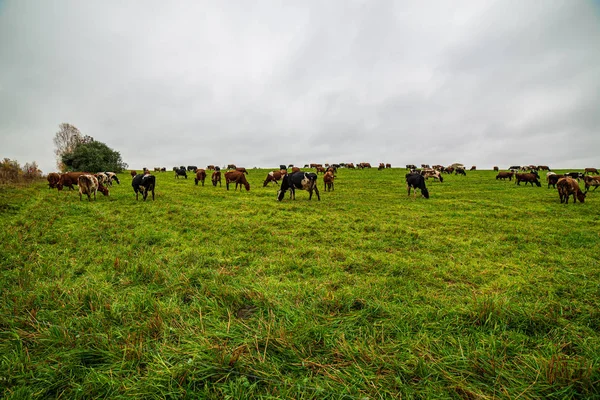 Pastos verdes país prado cheio de animais de fazenda — Fotografia de Stock