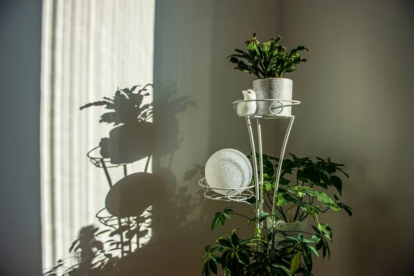 Plantas domésticas dentro de apartamento em interior branco brilhante — Fotografia de Stock