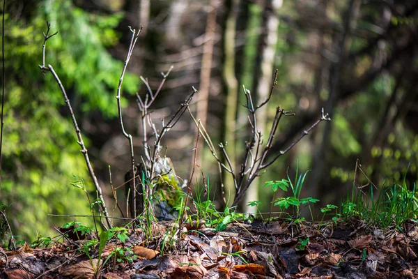 Détails de feuillage vert avec fond flou — Photo