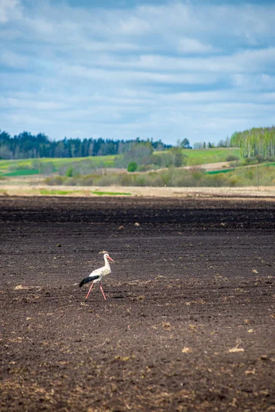 Lege landelijke leven landschap in de late herfst — Stockfoto