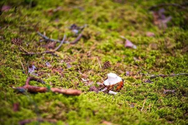 Textura del suelo con raíces de árboles y restos de vegetación vieja —  Fotos de Stock