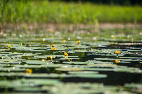 Летнее озеро с лилиями в жаркий день — стоковое фото