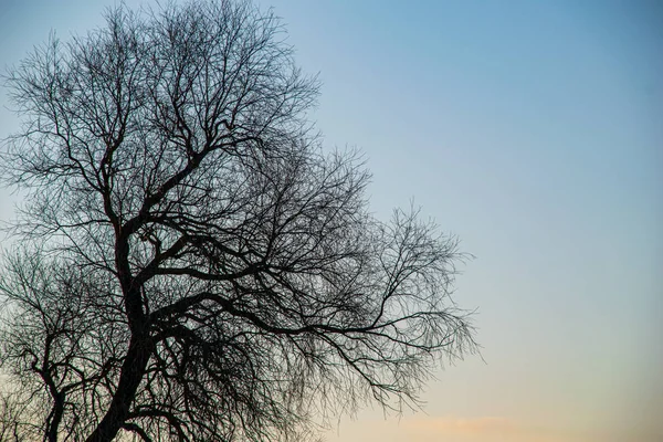 Vårträd grenar mot blå himmel — Stockfoto