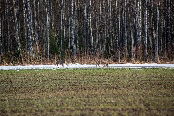 空の春の野の野生の鹿 — ストック写真
