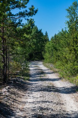 ormanda kırsal toz yol