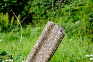ülke doğa bahçesinde çim ve yeşillik doku