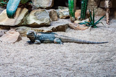 kumda yatan büyük kertenkele