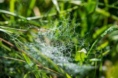 ülke doğa bahçesinde çim ve yeşillik doku