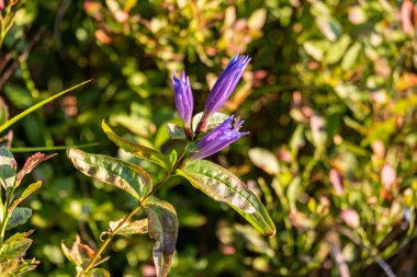 yerde ilk bahar çiçekleri
