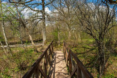 ormanda kırsal toz yol