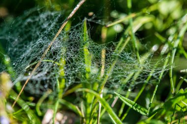 ülke doğa bahçesinde çim ve yeşillik doku