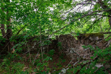 yeşil ormanda eski taş tuğla duvar