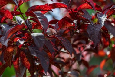 ülke doğa bahçesinde çim ve yeşillik doku