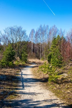 ormanda kırsal toz yol