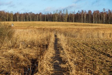 ormanda kırsal toz yol