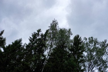 ülke doğa bahçesinde çim ve yeşillik doku