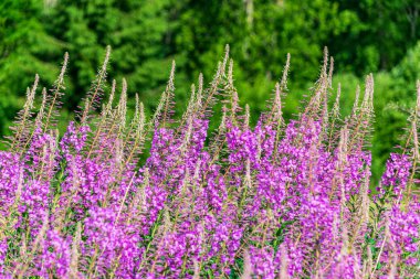 yerde ilk bahar çiçekleri