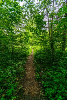 ülke doğa bahçesinde çim ve yeşillik doku