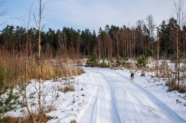 ormanda kırsal toz yol