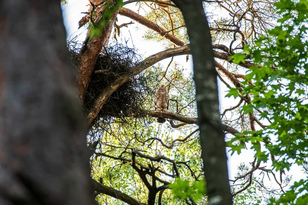 Seul oiseau assis sur le sommet de l'arbre — Photo