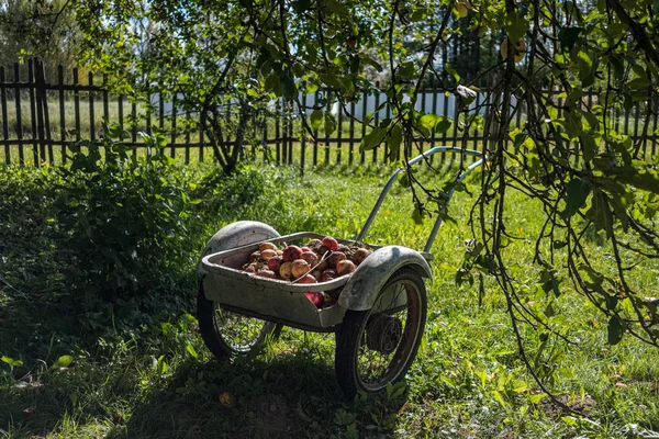 Apple harvest on the ground in country house garden — Stock Photo, Image