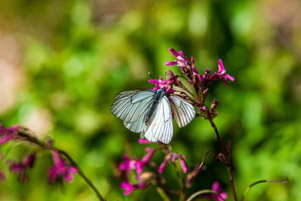 Mariposa de colores brillantes en verano —  Fotos de Stock